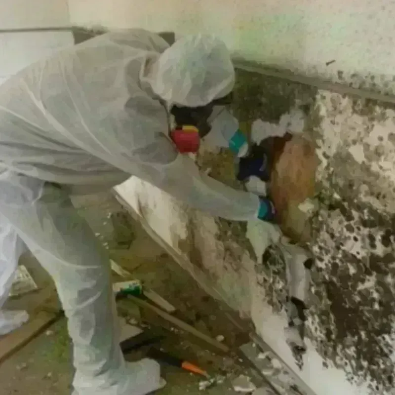 Mold Remediation and Removal in LaSalle County, IL